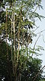 Kalamunggay (Moringa oleifera).jpg